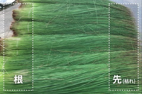 畳表のグレードはい草の長さで変わります